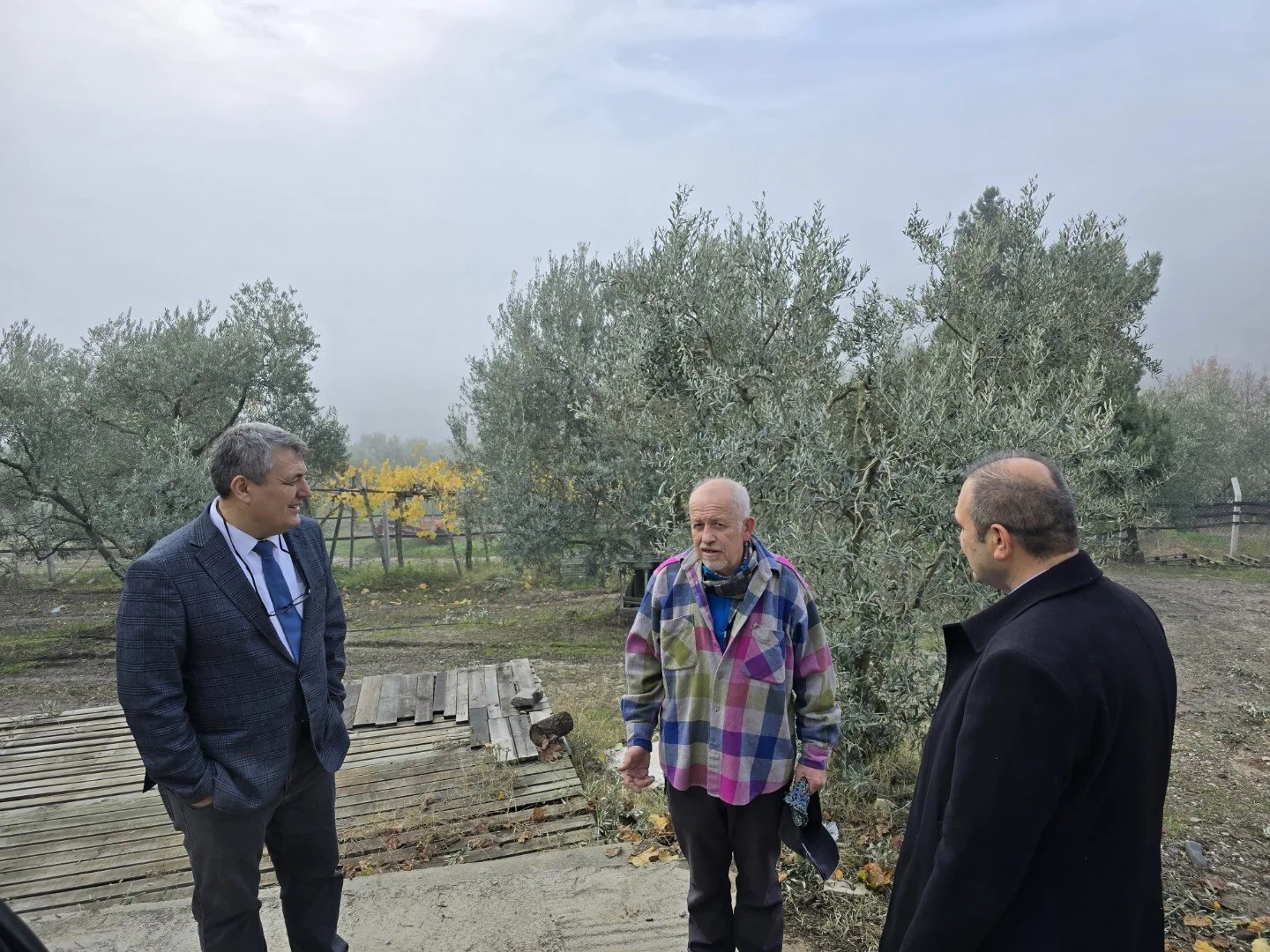 Asırlık zeytin ağaçları coğrafi işaretle tescillenecek