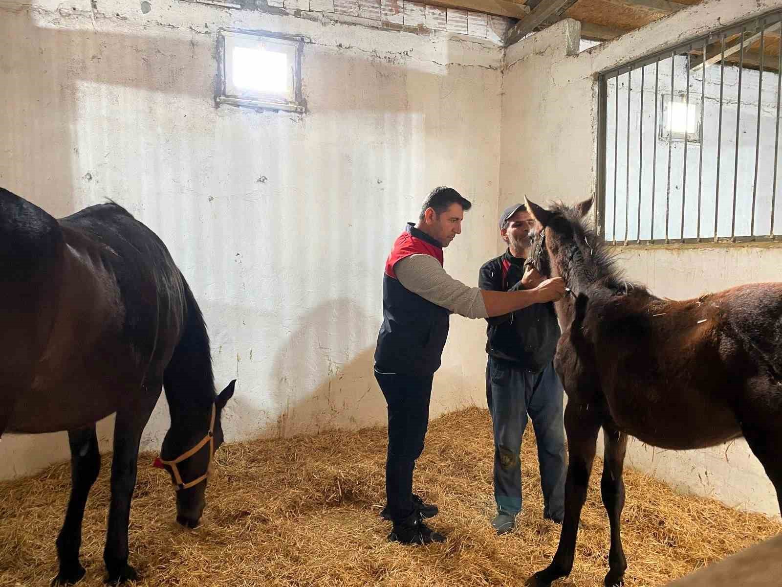 Kırklareli’nde safkan atlar aşılandı