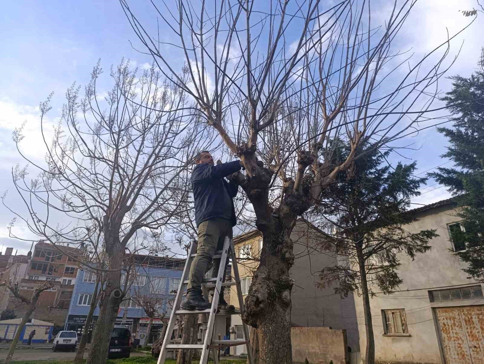 Park ve yeşil alanlarda budama çalışmaları sürüyor