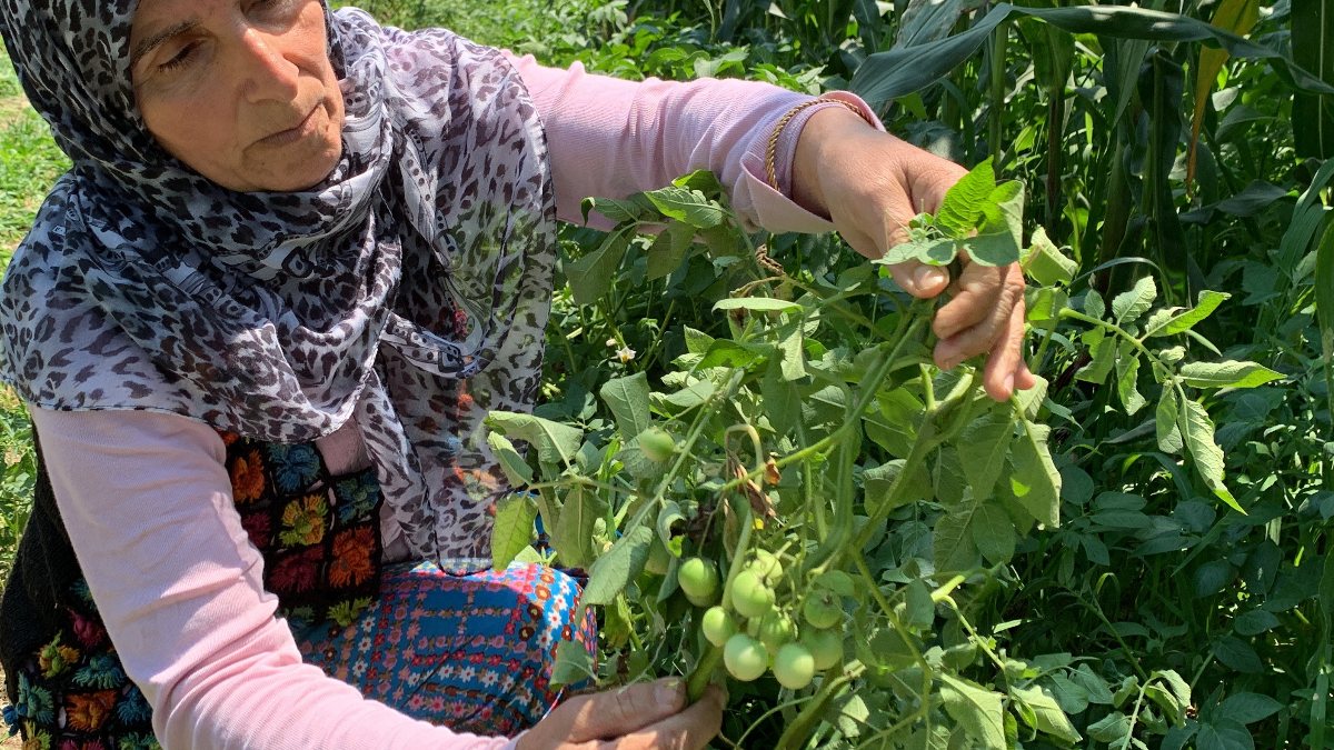 Sakarya'da tarlaya ekilen patates, domates olarak büyüdü