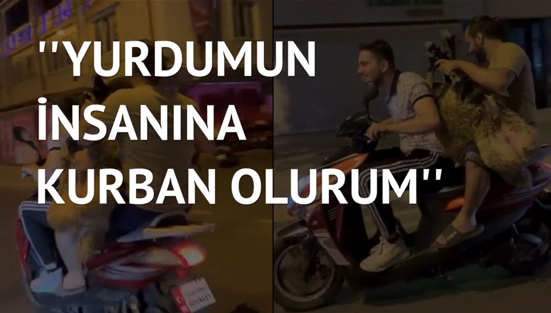 Trafikte tehlikeli anlar: Motosiklette kurbanlık koyun taşıdılar