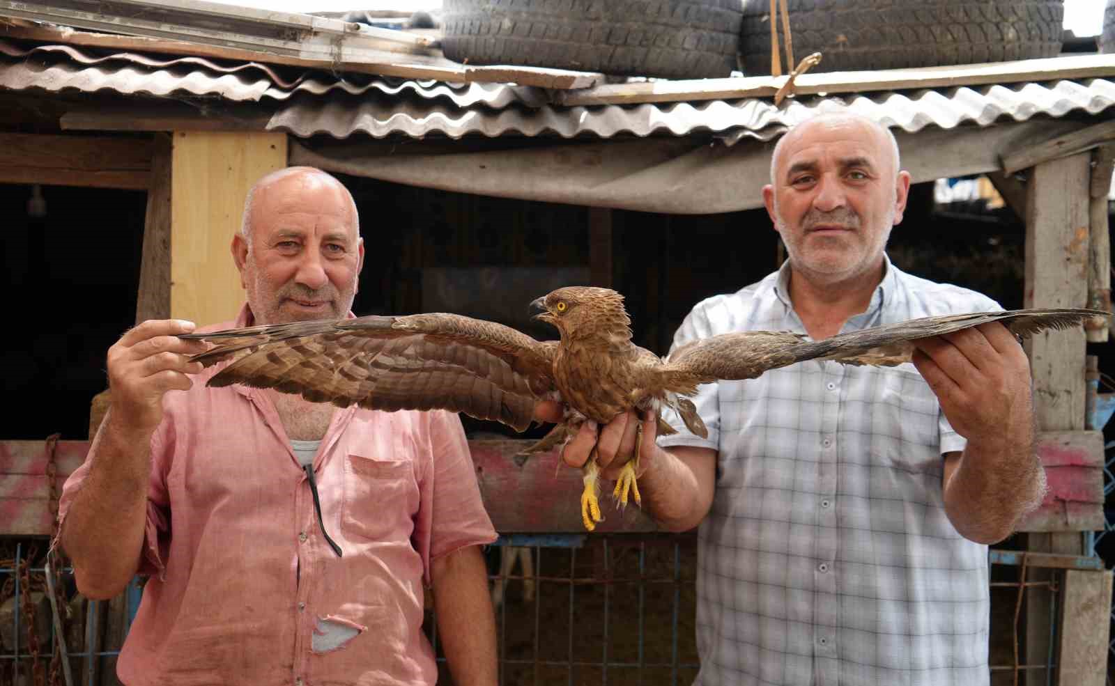 Arnavutköy’de hayvanlarını otlatırken yaralı şahin buldu