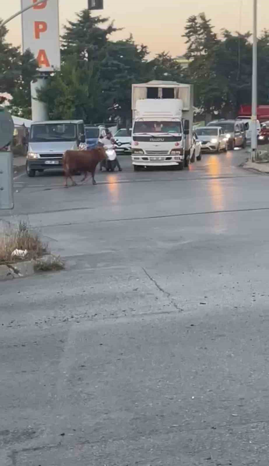 Ataşehir’de kaçan kurbanlık vatandaşlara zor anlar yaşattı