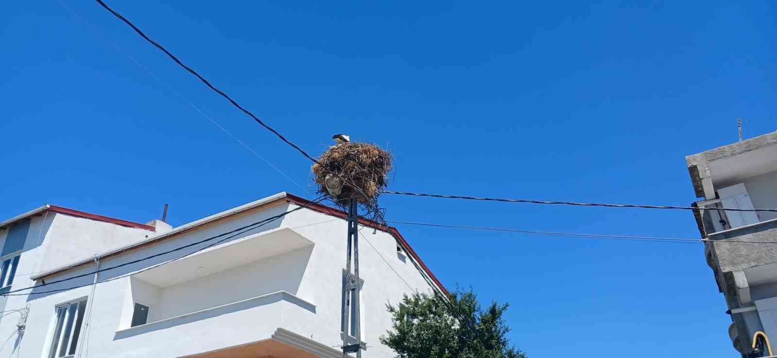 Avcılar’da yıllardır aynı direğe yuva yapan ’Hacı Leylek’ mahallenin maskotu oldu