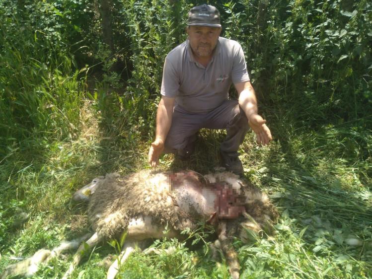 Başıboş köpekler 9 küçükbaş hayvanı parçaladı