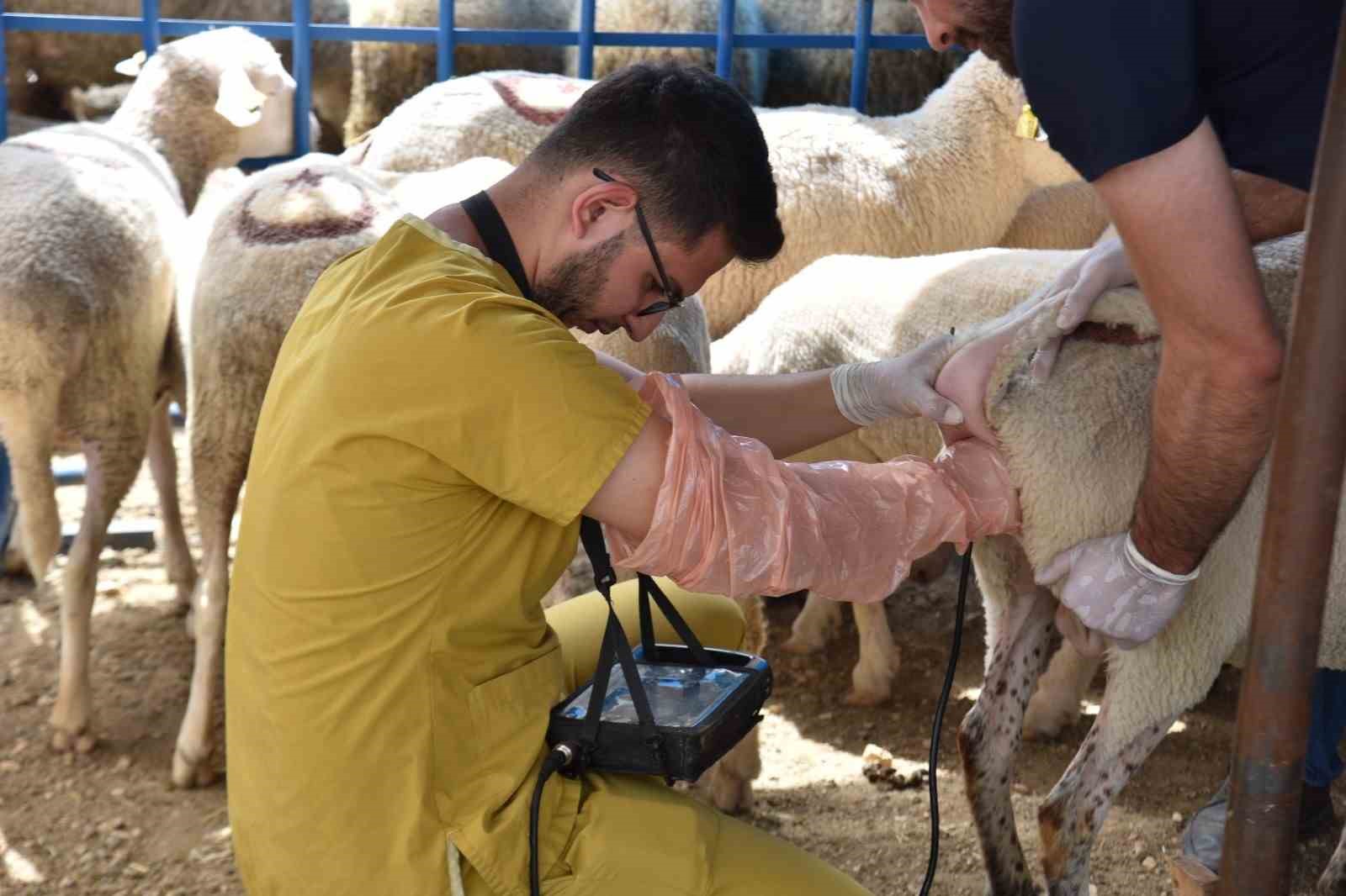 Hayvan pazarında satışa çıkan hayvanlara gebe testi yapıldı