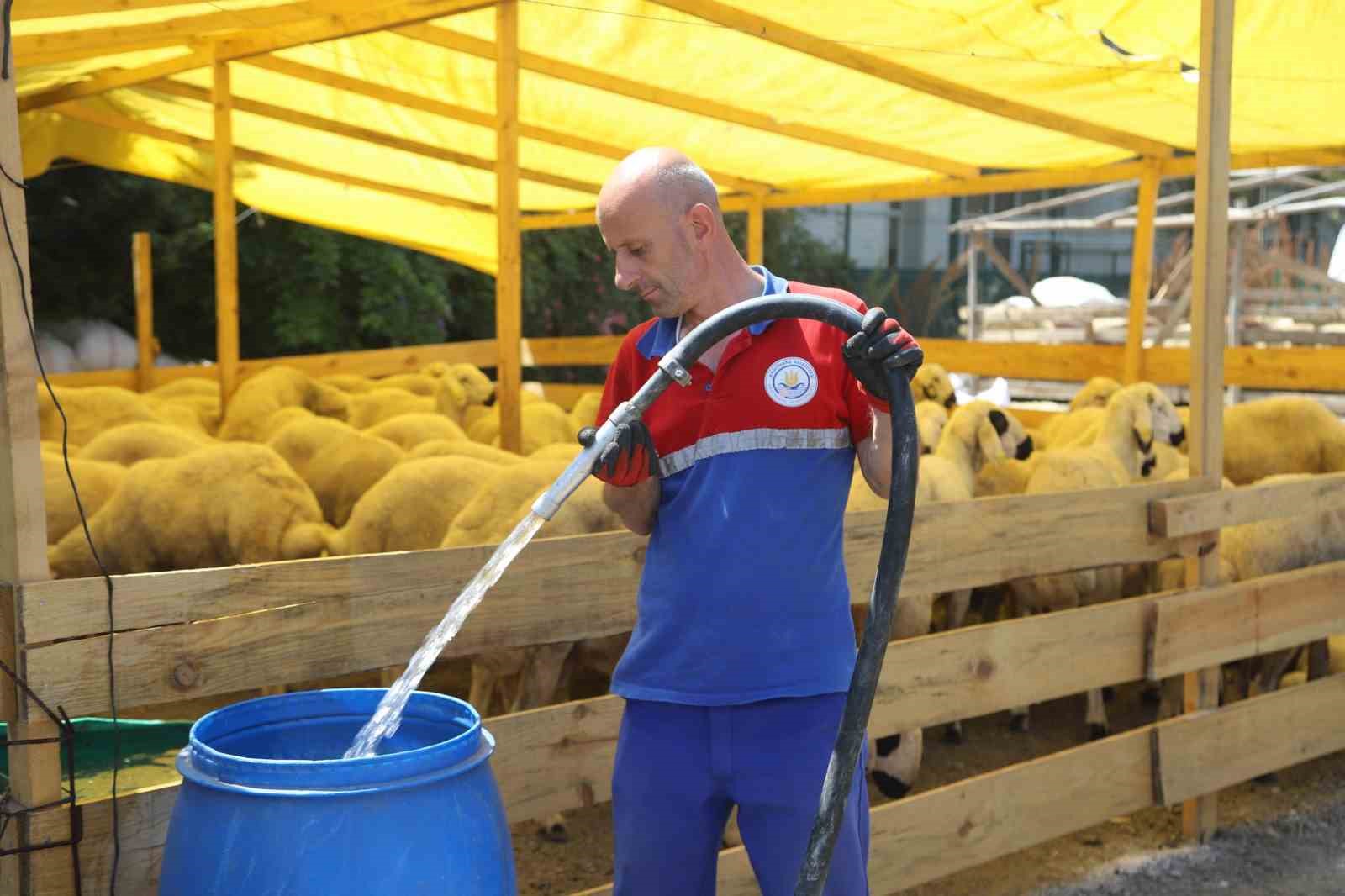 Kurbanlıklar pazar yerlerinde alıcıları bekliyor