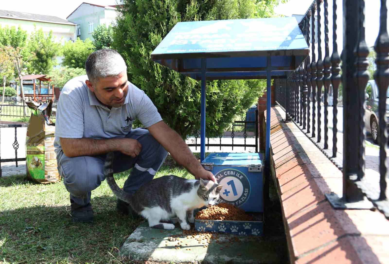 Küçükçekmece’de sokak hayvanları, yaz günlerinde koruma altında