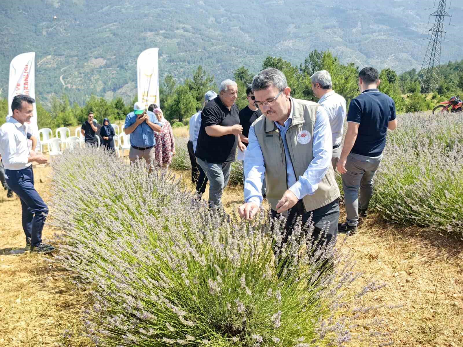 Orhaneli’nde lavanta hasadı başladı