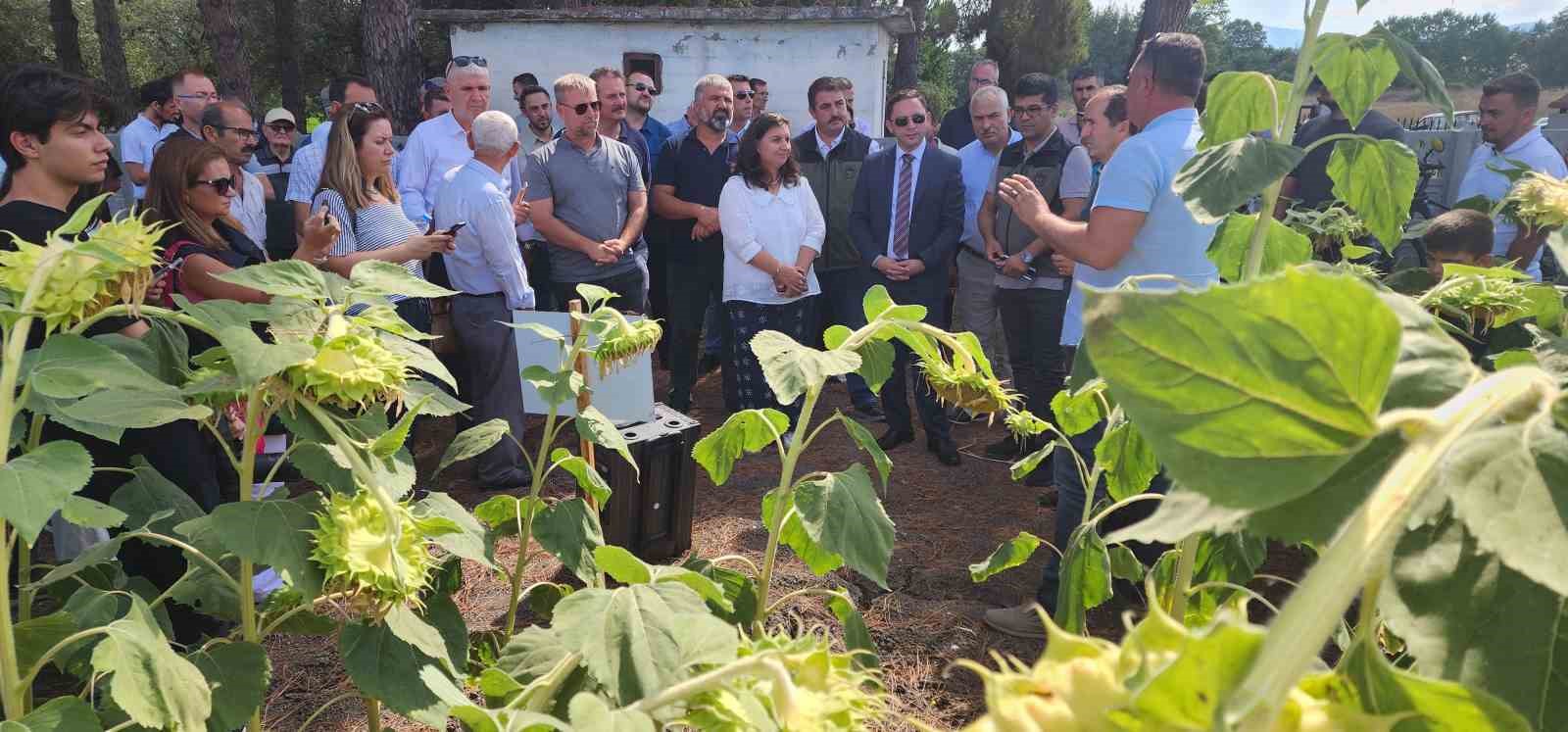 Çanakkale’de yerli ve milli ayçiçeği hasadı başladı