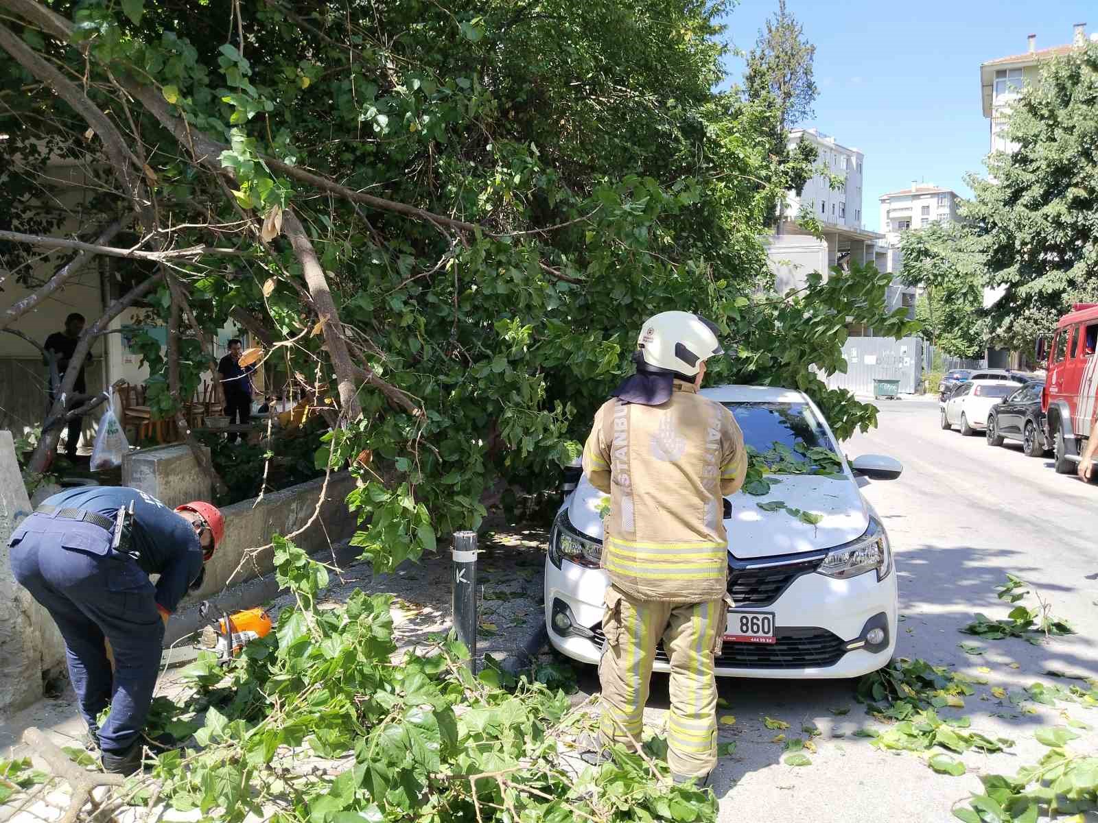 Kadıköy’de güneşten çürüyen ağaç otomobilin üzerine devrildi