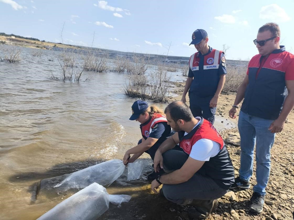 Pınarhisar’da barajlara balık bırakıldı