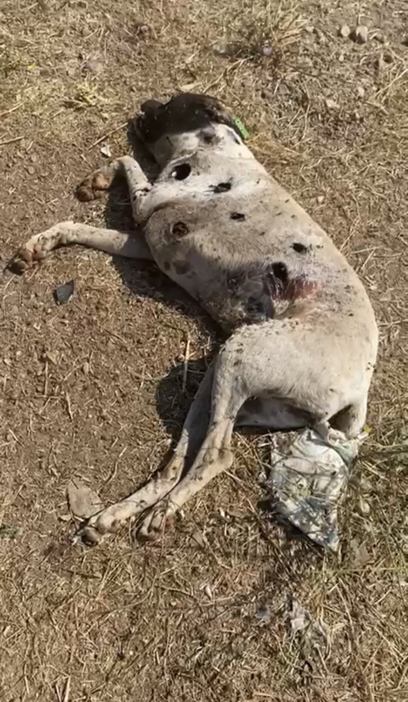 Ayvacık Kaymakamlığı köpek ölümleriyle ilgili inceleme başlattı