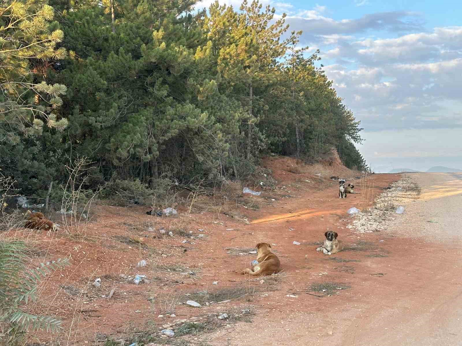 Bilecik’te vatandaşlar sürü halindeki köpeklerden tedirgin