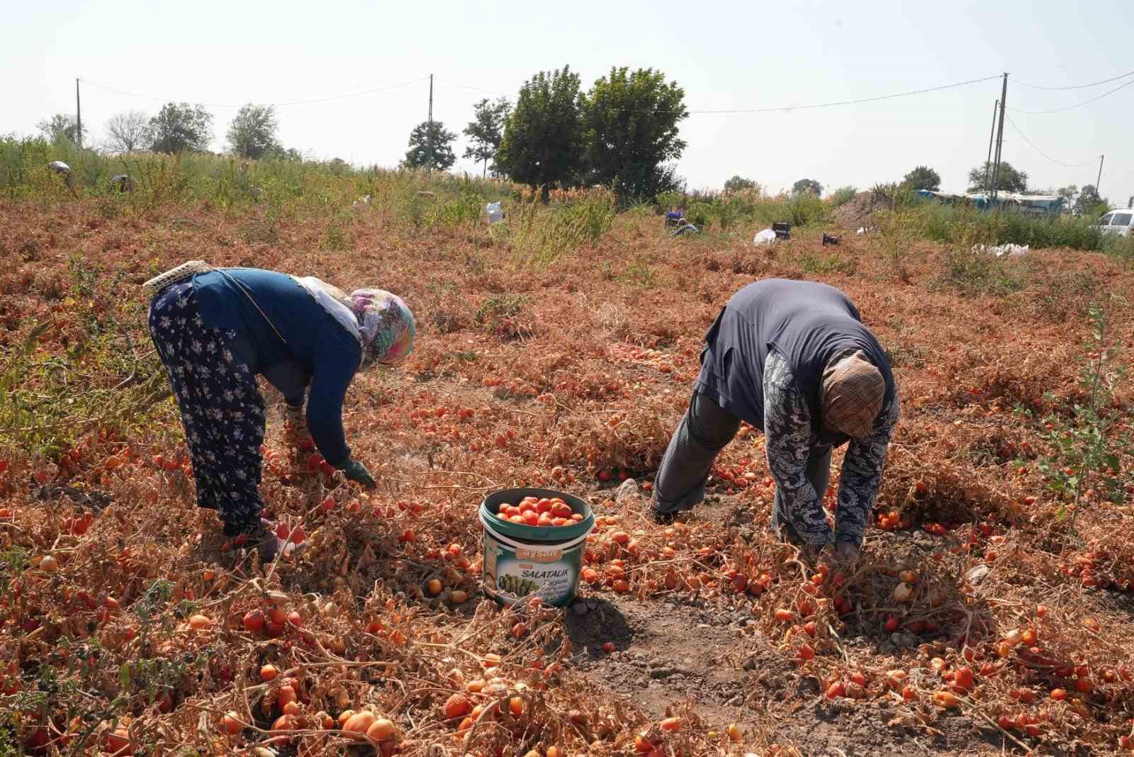 Domatesi tarlada kalan çiftçi, Büyükşehir aracılığıyla ihtiyaç sahiplerine bağışladı