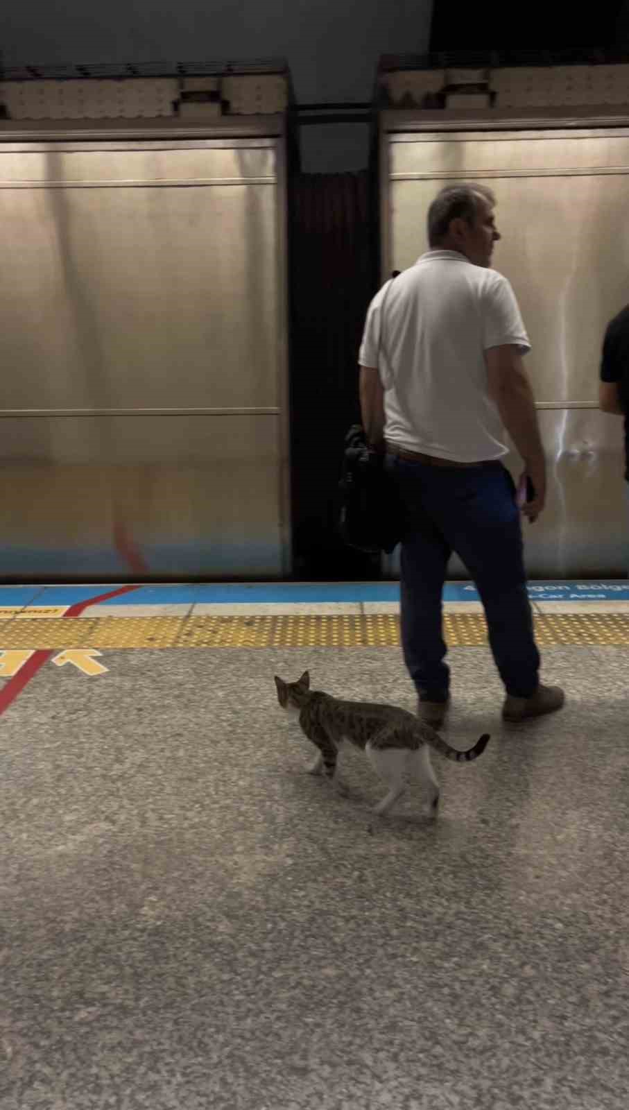 İstanbul metrosunda sevimli kedinin yolculuğu kamerada