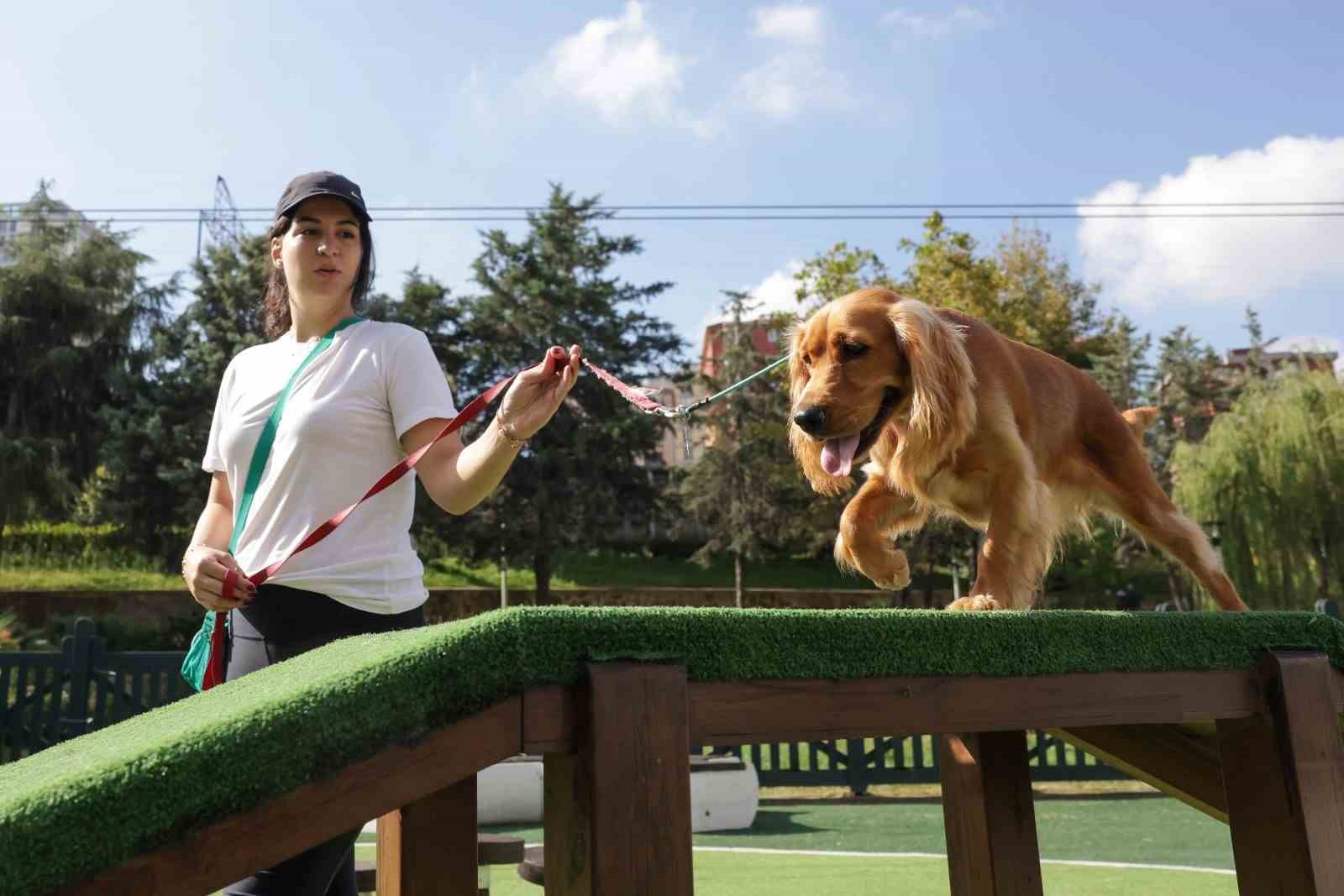 Türkiye’nin en kapsamlı Köpek Eğitim Merkezi Ümraniye’de