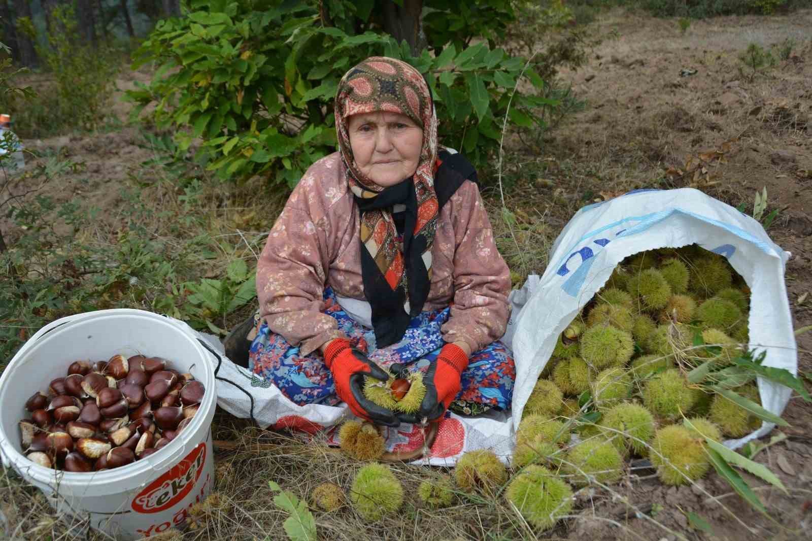 Balıkesir’de kestane hasadı başladı