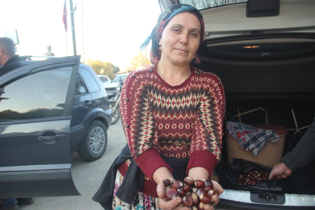 Kaz Dağları’nda kestane sezonu başladı