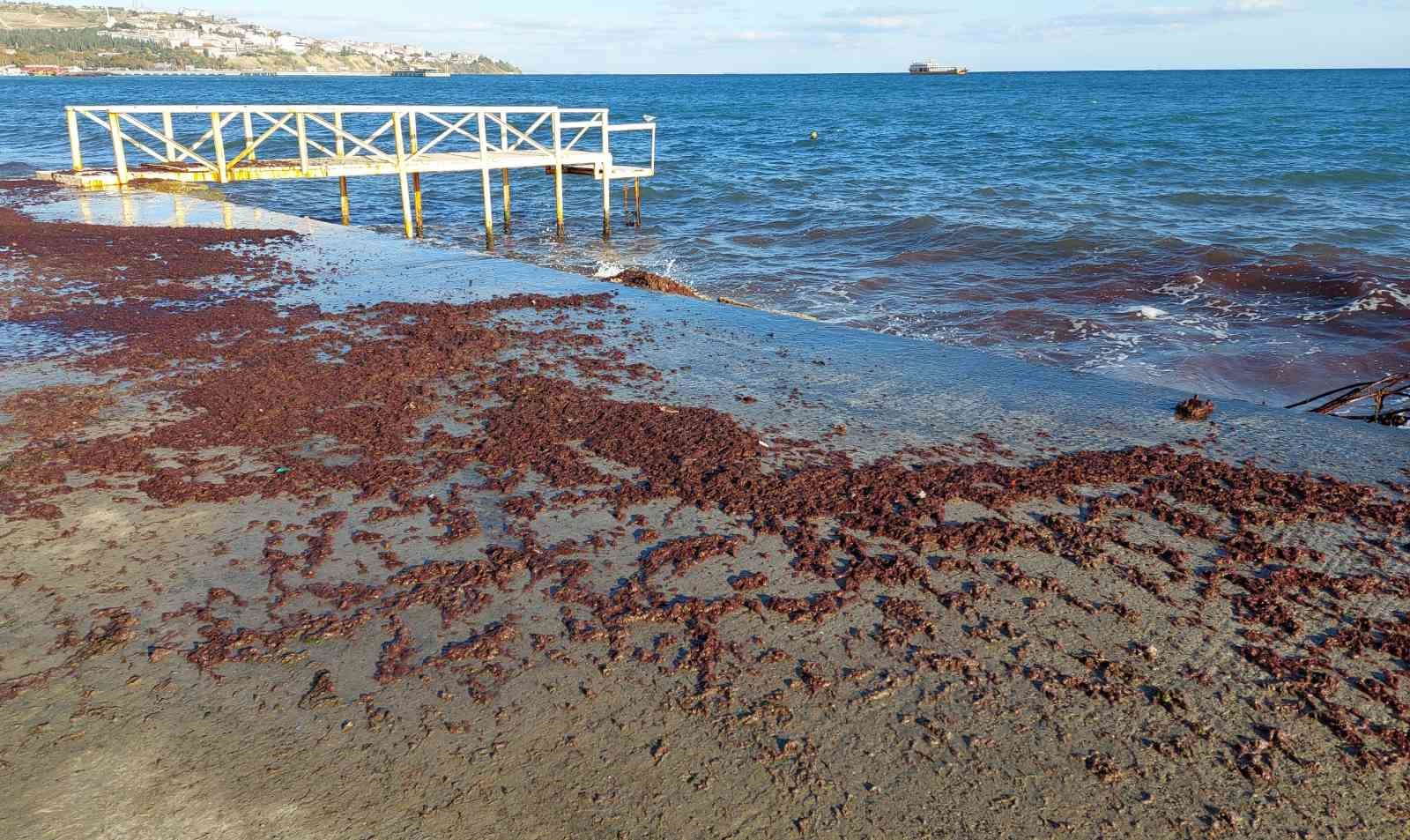 Tekirdağ’da poyraz fırtınası etkili oluyor: Kızıl yosunlar gelmeye devam ediyor