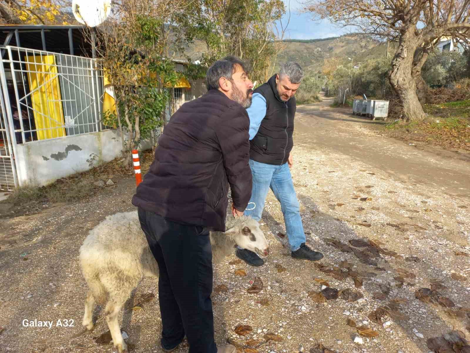 Erdek’te kayalıklarda mahsur kalan koyun kurtarıldı