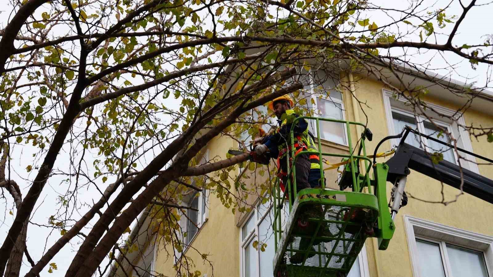 Maltepe’de ağaçların budanmasına başlandı