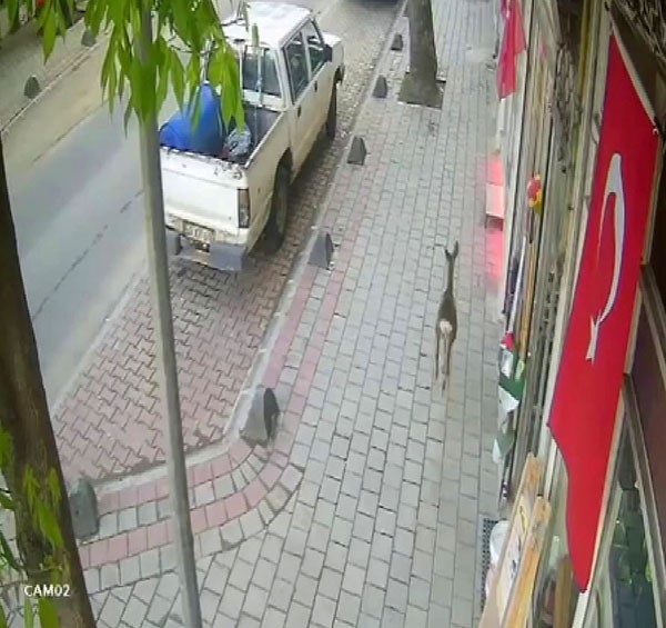 İlçe merkezine inen karaca güvenlik kamerasında